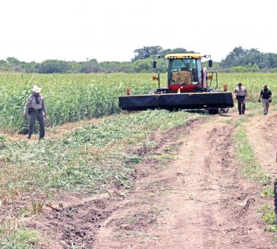 Uvalde County Sheriff’s Office deputies search a milo field for remains of a man killed by a flail shredder while avoiding law enforcement off Highway 55, about four miles north of Uvalde. The incident happened late Friday morning, as Uvalde County Sheriff Ruben Nolasco and other law enforcement officers were on site searching for two immigrants, including a man, estimated to be about 17, and a young boy. (July 25, 2021) [Pete Luna | Uvalde (Texas) Leader-News]