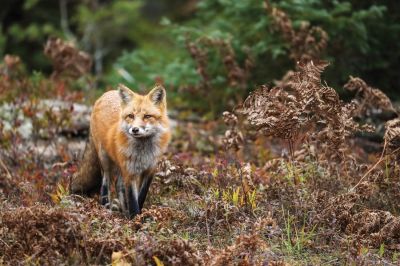 That question reminds me of a Biblical passage from Song of Solomon 2:15: “Catch us the foxes, the little foxes that spoil the vines, for our vines have tender grapes.”