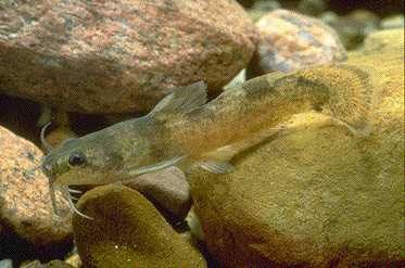 The frecklebelly madtom is a small catfish that inhabits waterways in several southern states. (Photo courtesy of U.S. Fish & Wildlife Service) The frecklebelly madtom is a small catfish that inhabits waterways in several southern states. (Photo courtesy of U.S. Fish & Wildlife Service)