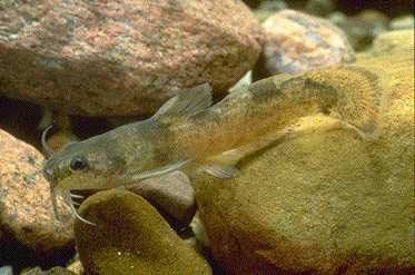 The frecklebelly madtom is a small catfish that inhabits waterways in several southern states. (Photo courtesy of U.S. Fish & Wildlife Service)